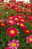 Argyranthemum