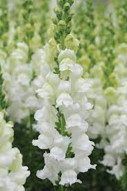 Snapdragons
