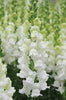 Snapdragons