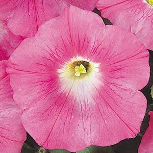 Petunia (Waves)
