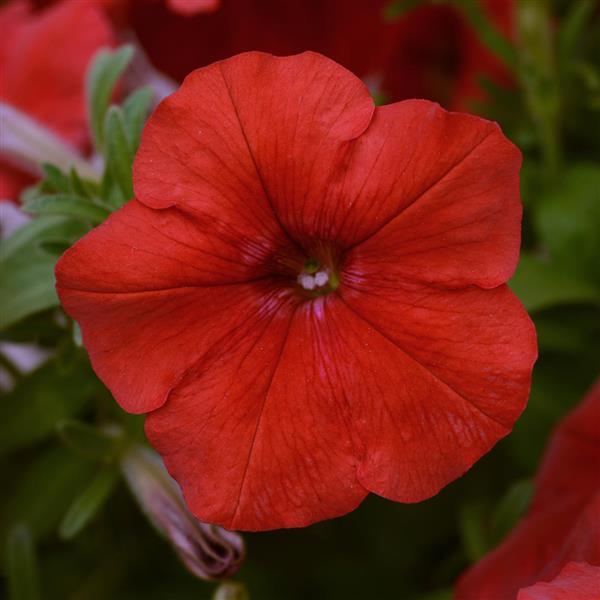 Petunia (Waves)