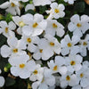 Bacopa