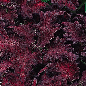 Coleus
