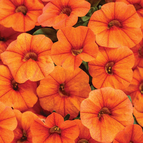 Calibrachoa