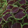Coleus