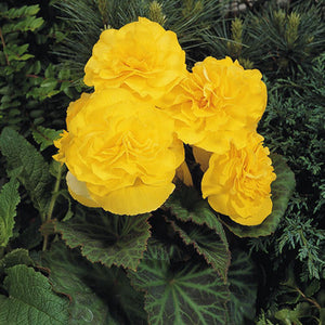 Begonia ( Tuberous)