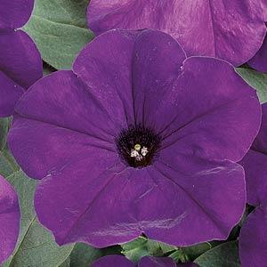 Petunia (Waves)