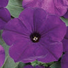 Petunia (Waves)