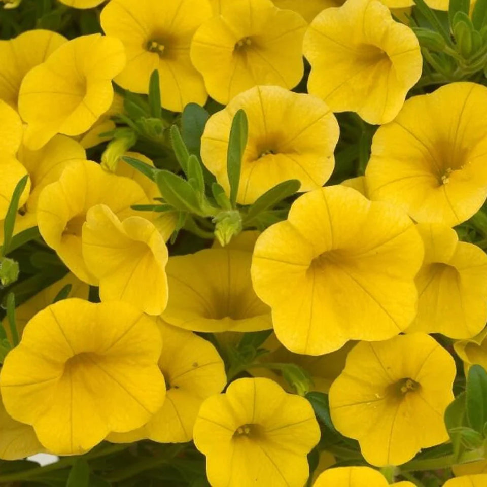 Calibrachoa