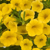 Calibrachoa