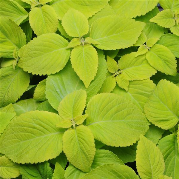 Coleus