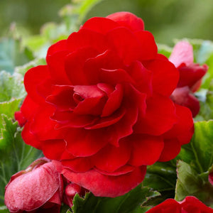Begonia ( Tuberous)