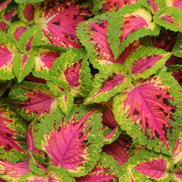 Coleus