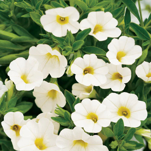 Calibrachoa