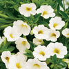 Calibrachoa