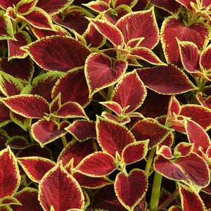 Coleus