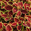 Coleus