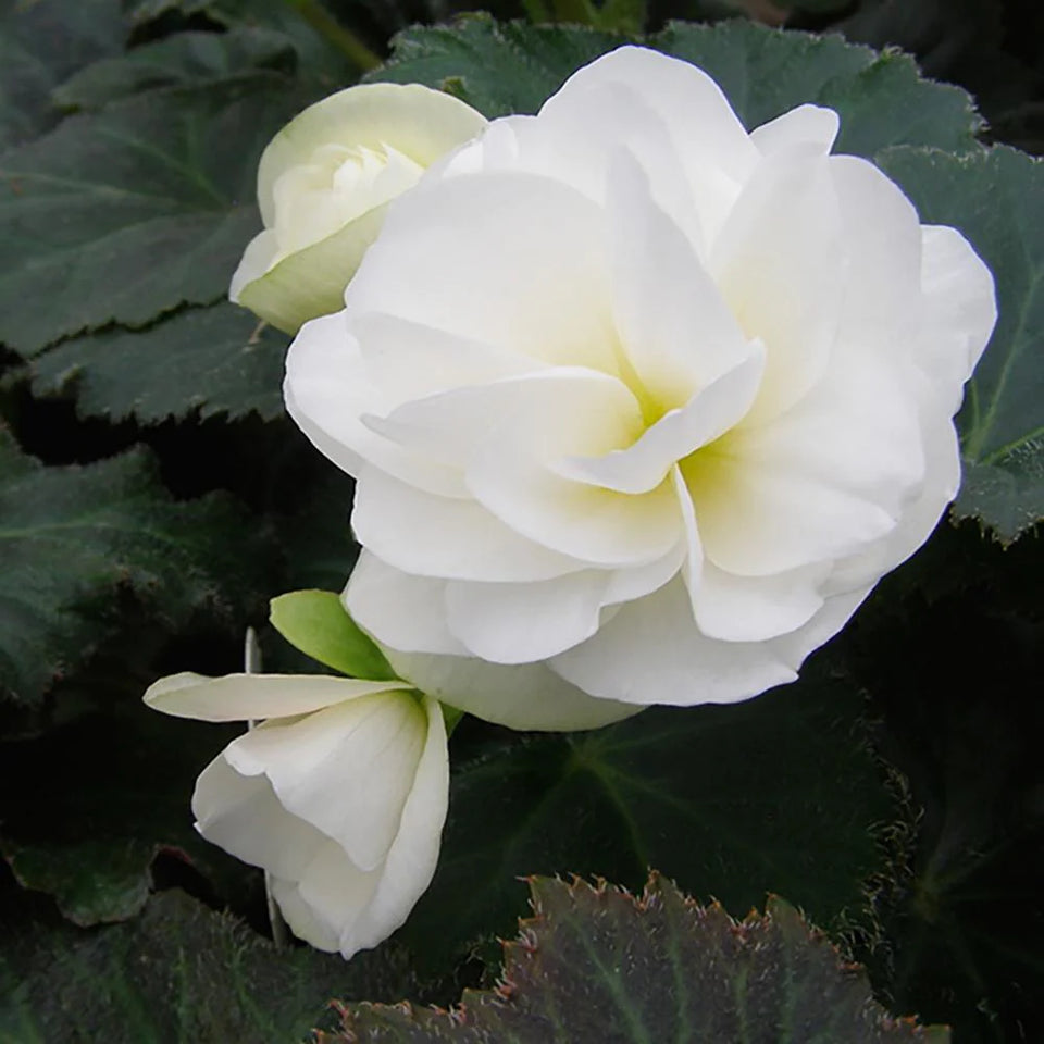 Begonia ( Tuberous)