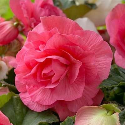 Begonia ( Tuberous)