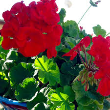 Geraniums (Zonal)