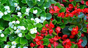 Begonia (Fibrous)