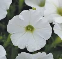 Petunia (Waves)
