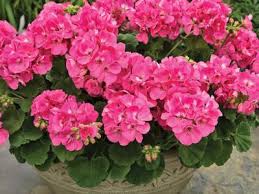 Geraniums (Zonal)
