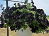 Petunia (SureShot)