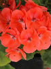 Geraniums (Zonal)
