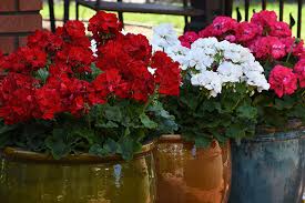 Geraniums (Zonal)