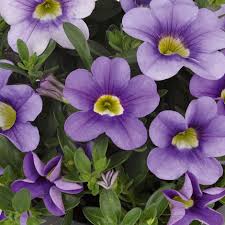 Calibrachoa