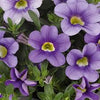 Calibrachoa