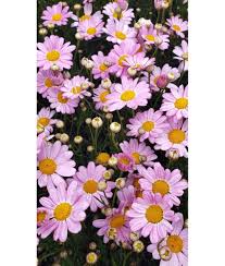 Argyranthemum