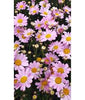 Argyranthemum