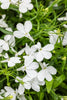 Lobelia Riviera (Upright)
