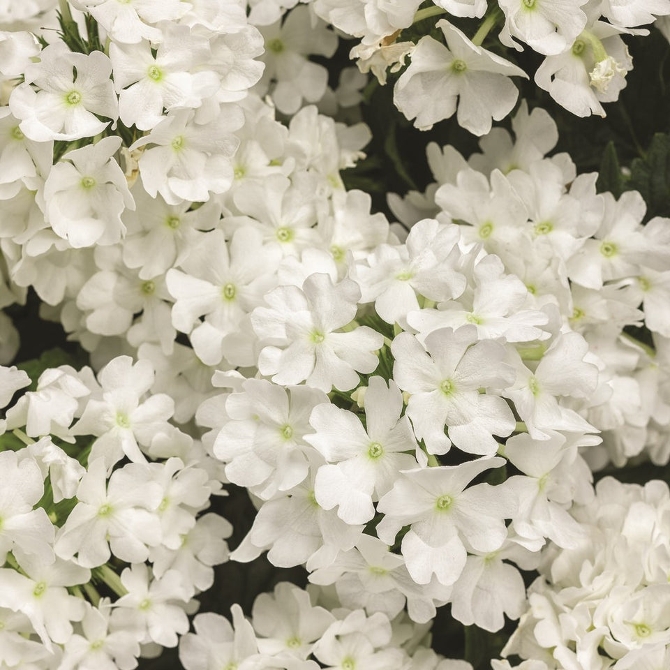 Verbena